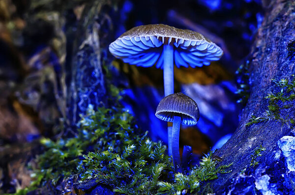 macro view of natural colorful mushrooms 