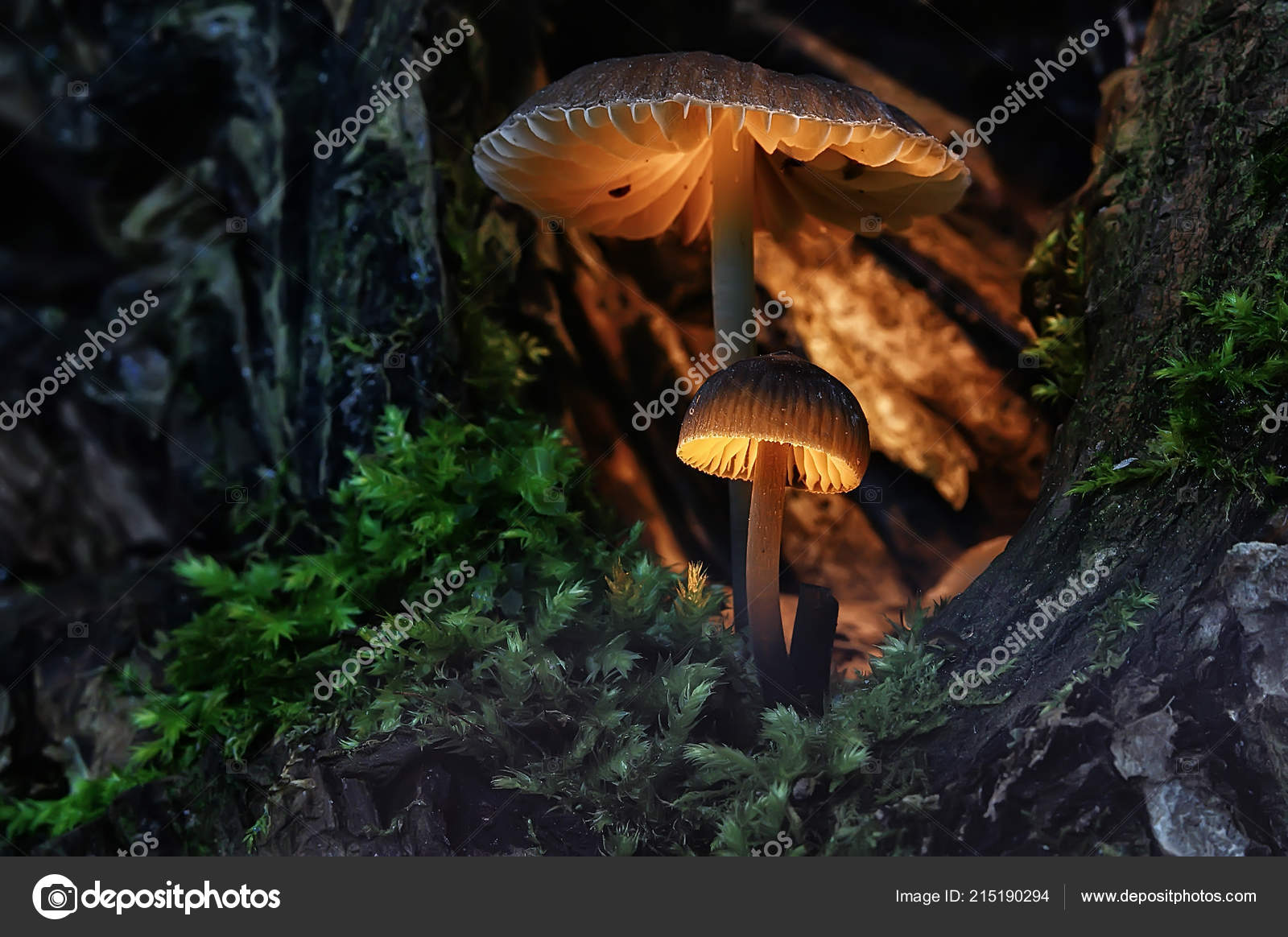 Natural Mushrooms Stock Photo ©xload 215190294