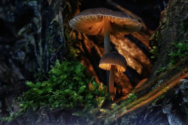 makro görünümü doğal renkli mantar 