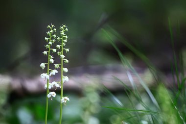 Yaz arka plan doğa çiçekler / güzel resim tasarım arka plan alanını çiçekler