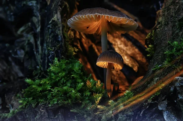 자연적인 다채로운 버섯의 매크로 — 스톡 사진