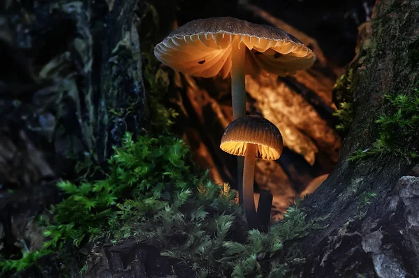 Macro Vista Cogumelos Coloridos Naturais — Fotografia de Stock
