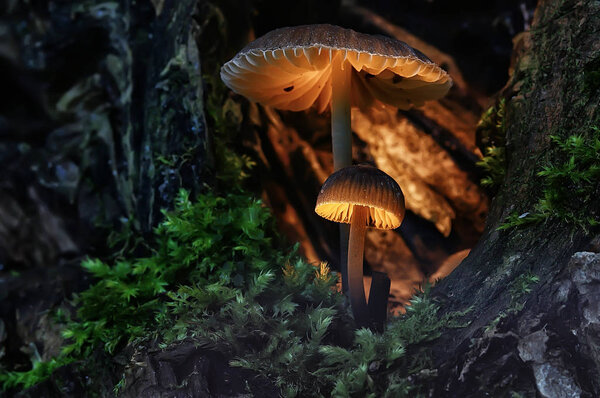 макровид натуральных красочных грибов
 