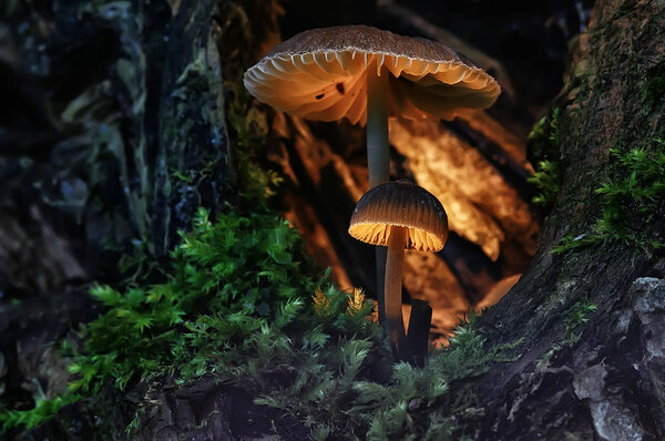 macro view of natural colorful mushrooms 