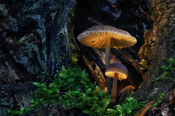macro view of natural colorful mushrooms 