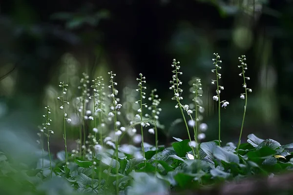 自然美丽的花朵 背景花卉复古色调 美丽的自然照片宏 — 图库照片