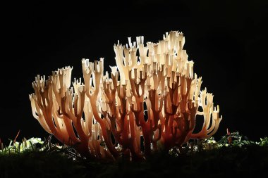 makro görünümü doğal mercan mantar 