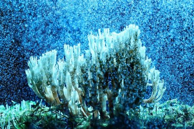 makro görünümü doğal mercan mantar 