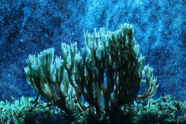 makro görünümü doğal mercan mantar 