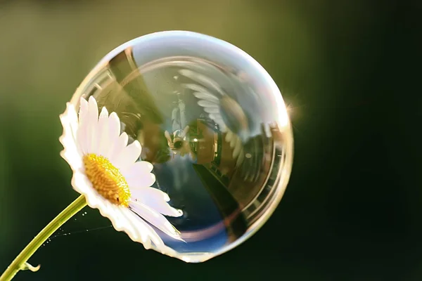 Close up of chamomile flower in soap bubble