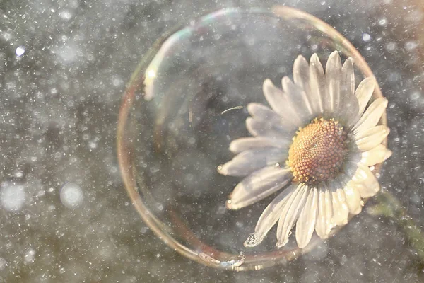 Close up of chamomile flower in soap bubble