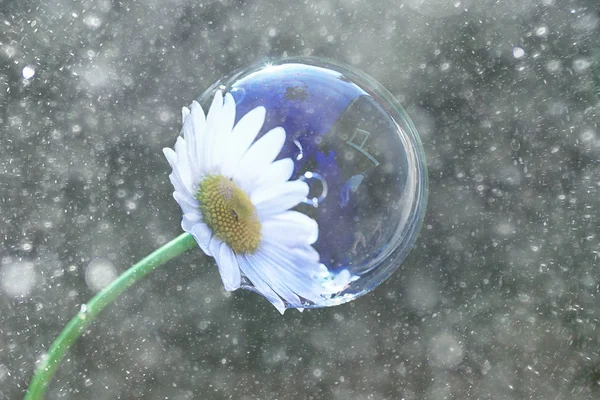 Close up of chamomile flower in soap bubble
