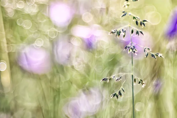 背景の緑の草落ち葉を自然で新鮮な夏の背景 — ストック写真