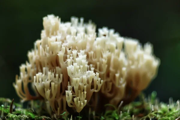 Macro Vista Del Hongo Coral Natural —  Fotos de Stock