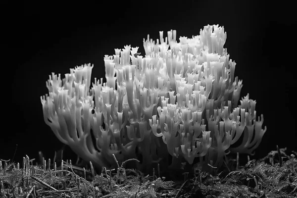 Макровид Натуральных Коралловых Грибов Оттенки Серого — стоковое фото