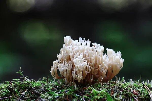 Macro Vista Cogumelo Coral Natural — Fotografia de Stock