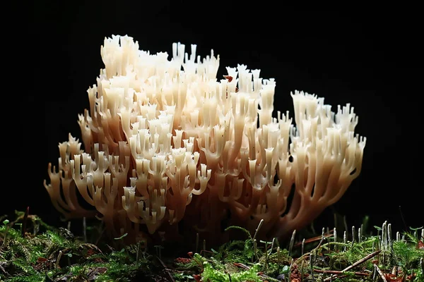 Macro View Natural Coral Mushroom — Stock Photo, Image