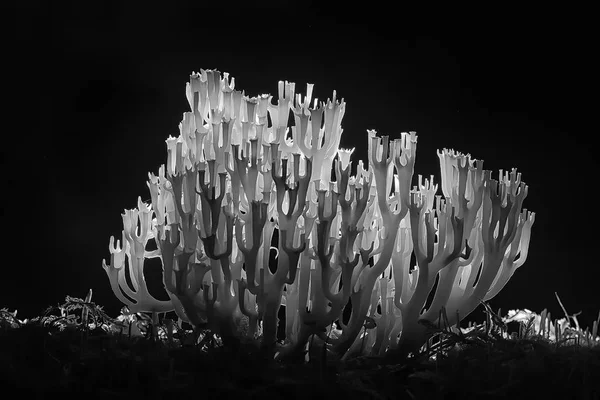 Makro Synpunkt Naturlig Korall Svamp Nyanser Grått — Stockfoto