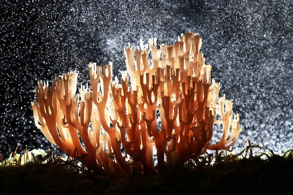 Macro View Natural Coral Mushroom — Stock Photo, Image