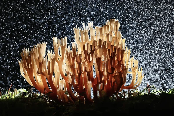 Macro View Natural Coral Mushroom — Stock Photo, Image