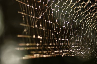 Örümcek ağı koyu arka plan üzerinde makro çekim