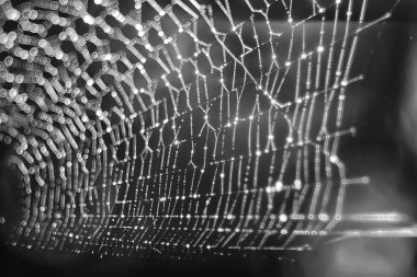 Örümcek ağı koyu arka plan üzerinde makro çekim