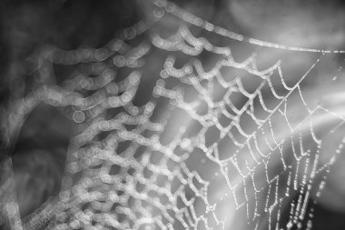 Örümcek ağı koyu arka plan üzerinde makro çekim
