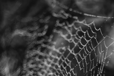 örümcek ağı ile su damlaları, yakın çekim