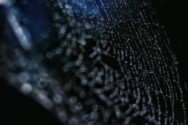 örümcek ağı ile su damlaları, yakın çekim