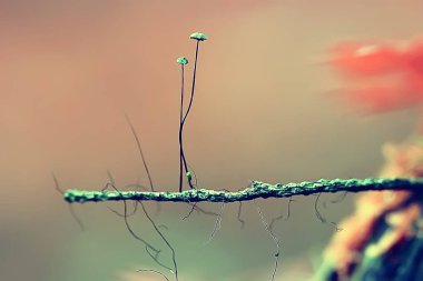 Ağaç brunch üzerinde iki küçük mantar