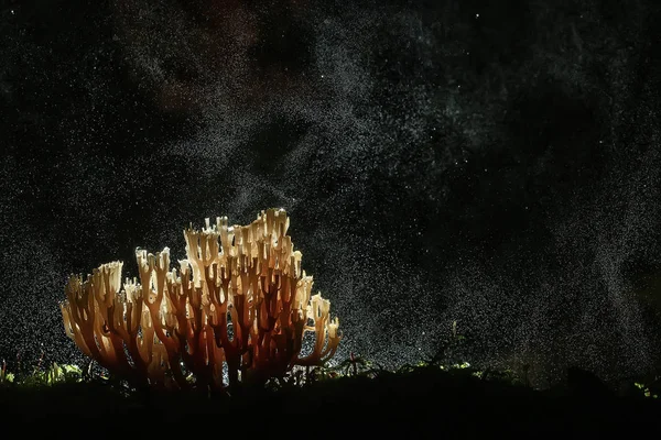 Makroaufnahme Des Natürlichen Korallenpilzes — Stockfoto