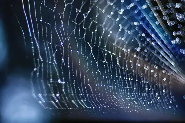 Macro Знімок Павутини Темному Тлі — стокове фото
