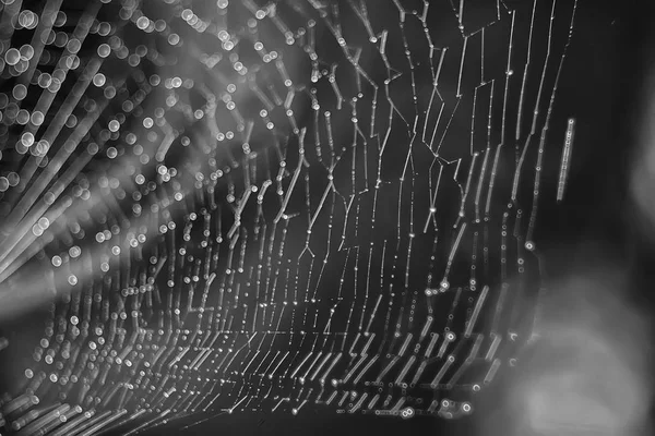 Macro Disparo Tela Araña Sobre Fondo Oscuro — Foto de Stock