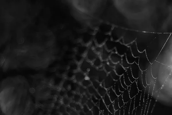 Örümcek Ağı Koyu Arka Plan Üzerinde Makro Çekim — Stok fotoğraf