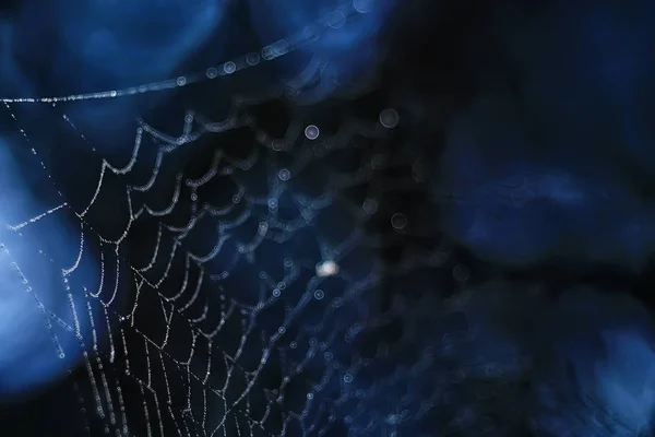 Makroaufnahme Des Spinnennetzes Auf Dunklem Hintergrund — Stockfoto