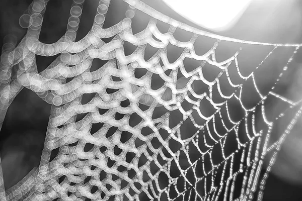 Макросъемка Паутины Тёмном Фоне — стоковое фото