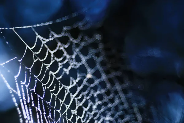 Reflexionen Und Wassertropfen Auf Spinnennetzen — Stockfoto