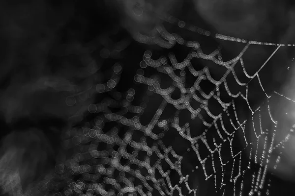 Närbild Spindelnät Med Vattendroppar — Stockfoto