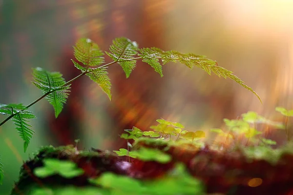 Fern Arka Plan Bahar Güzel Doğa Orman Park Yaprakları Tasarım — Stok fotoğraf