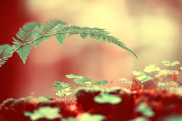 蕨泉背景 美丽自然森林公园叶子 设计背景蕨类壁纸 — 图库照片