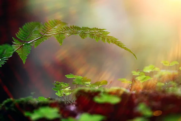 Moss Makro Våren Naturliga Våren Bakgrund Med Strålar Solen Moss — Stockfoto