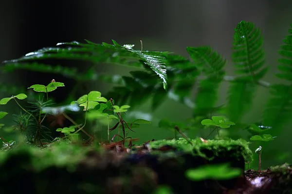 蕨泉背景 美丽自然森林公园叶子 设计背景蕨类壁纸 — 图库照片