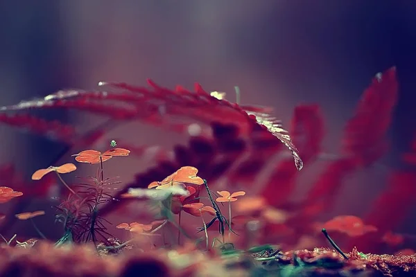 Páfrány Tavasz Háttér Gyönyörű Erdő Természetvédelmi Levelek Design Háttérképet Páfrány — Stock Fotó