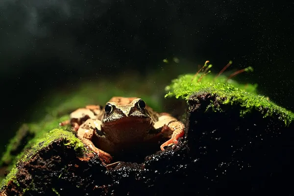 黑色背景绿色苔藓上的青蛙特写 — 图库照片