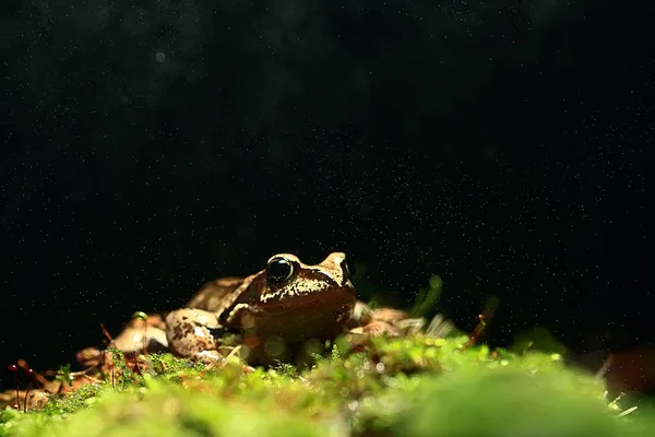 Βάτραχος Πράσινα Βρύα Μαύρο Φόντο Κοντινό Πλάνο — Φωτογραφία Αρχείου