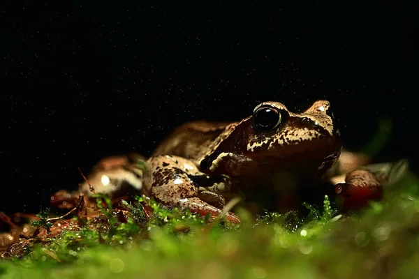 黒の背景に緑の苔にカエルのクローズ アップ — ストック写真