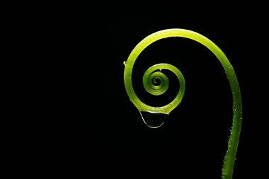 Siyah zemin üzerine yeşil kıvırcık kök