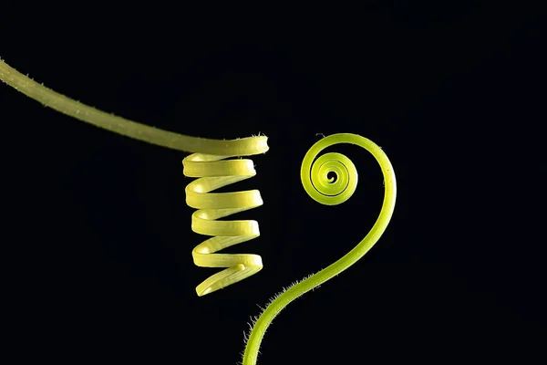 Close Curly Flower Stems Black Background — Stock Photo, Image