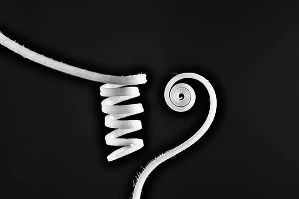 Monochrome Curly Flower Stems Black Background — Stock Photo, Image