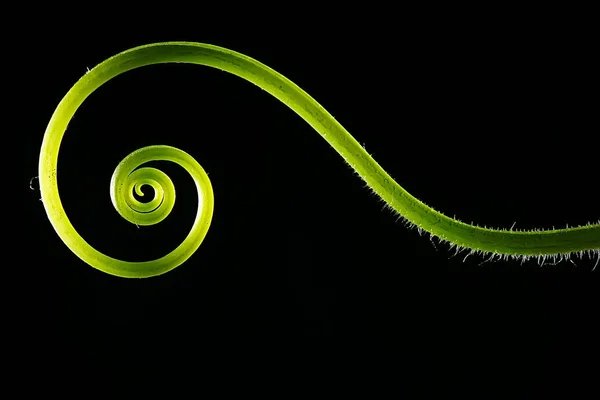 Close Curly Flower Stem Black Background — Stock Photo, Image